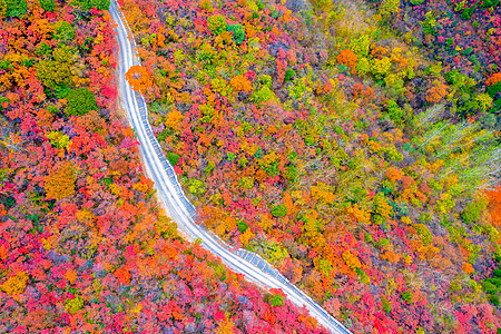 秋季枫林中的道路背景图片