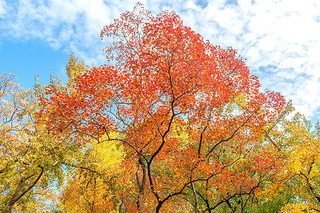 五彩金秋风景高清图片素材