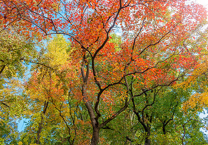 秋季多彩的枫叶森林高清图片素材