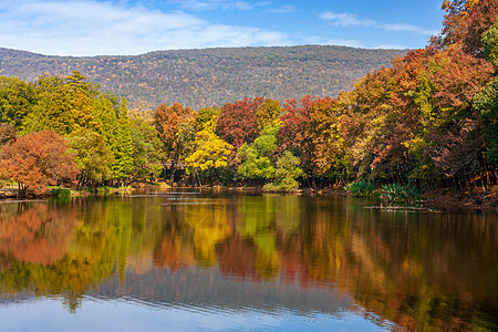 湖边美丽的枫林背景图片