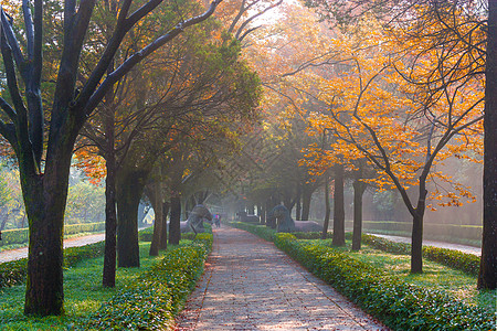 晨雾中的秋季公园道路图片