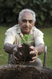 老人拿着年轻的植物在生态土壤中的手推车反对春天的绿色背图片