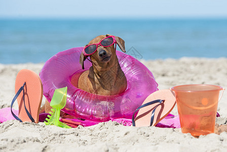 沙滩上的棕色墨镜小狗图片