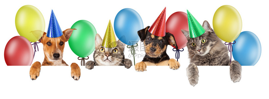 由四只猫猫狗狗组成的生日聚会图片