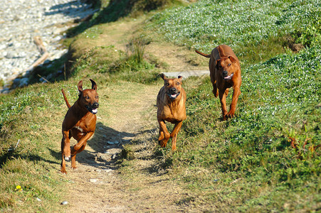 一群美丽的罗得西亚脊背猎犬从前面展示出来面部快乐的图片