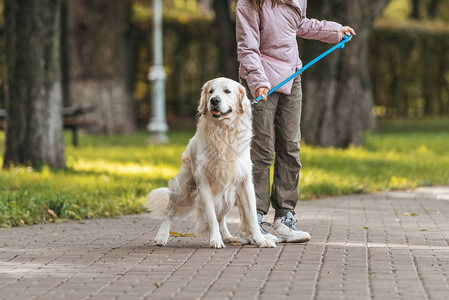 在公园里带着导盲犬散步的年轻女子的短片图片