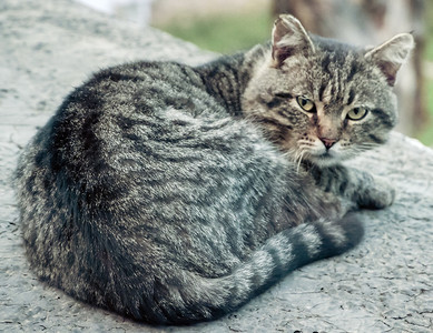 棕眼懒猫的肖像图片