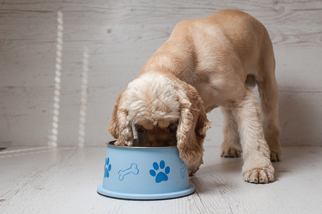 美国可卡犬从碗里吃狗粮图片