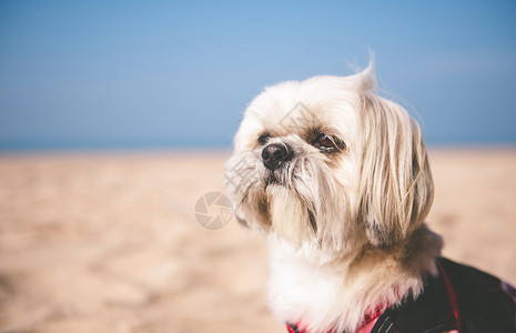 沙滩上的西施犬图片