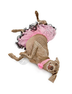 穿着粉色裙子的狗狗图片