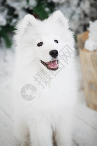 柔软白狗的肖像摄影棚里的塞莫伊德图片