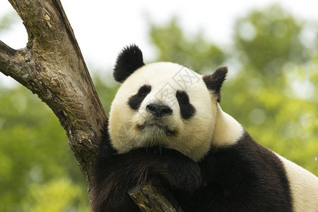 大熊猫吃竹子后在森林里下雨睡着了图片