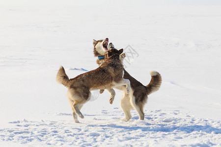 冬天两只雪橇狗在冷背景图片