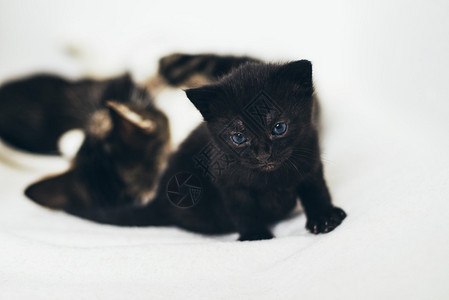 一只好奇的小黑猫图片