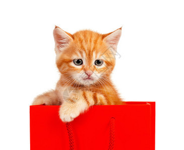 购物袋里的猫咪图片