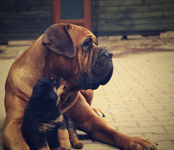 Boerboel大狗和小狗罗威纳图片