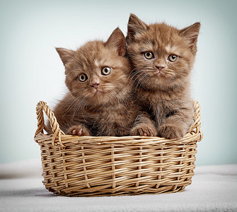 篮子里的二只小猫背景图片