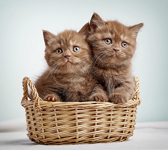 篮子里的二只小猫背景图片