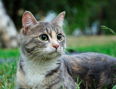 可爱宝宝猫特写背景