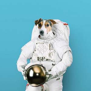 穿着太空服的可爱杰克罗素狗宇航员拿着蓝色背景的头盔梦想成为太空人图片