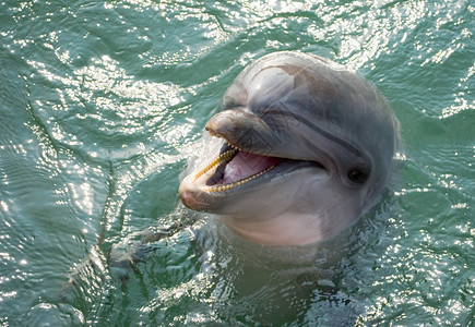 野生动物海豚图片
