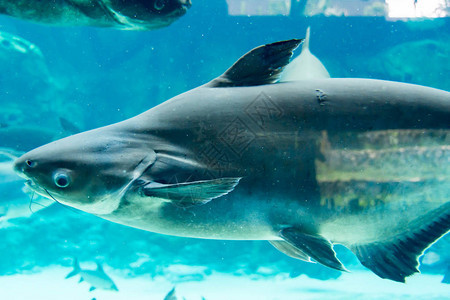 新加坡河川生态园和新加坡动物园水族馆图片