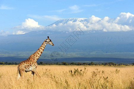 乞力马扎罗山边的Giraffe在Kilimanjaro山上的背景图片