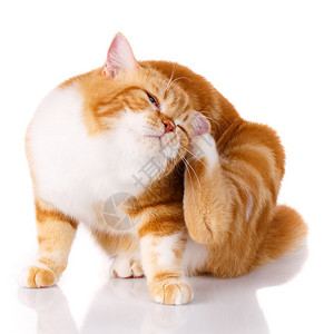 可爱的红头发小猫用爪子抓耳朵图片