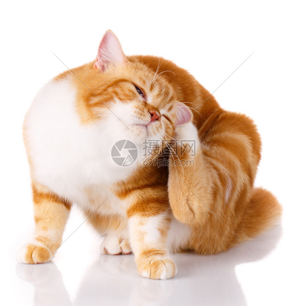 可爱的红头发小猫用爪子抓耳朵图片