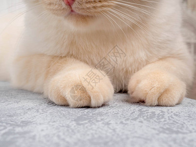 可爱的猫爪子特写图片