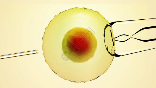 人工受精或辅助受精是一种过程图片