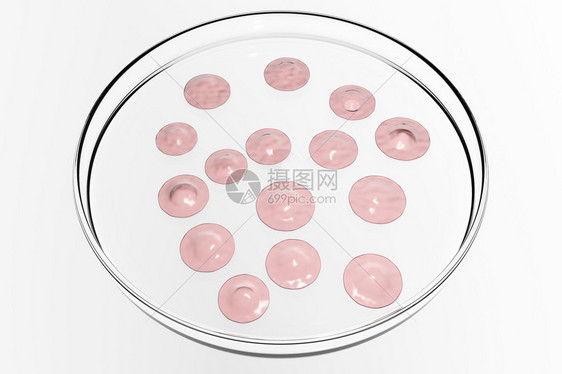 带有人类干细胞的培养皿图片
