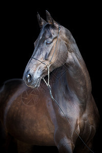 马头被黑色的阿哈泰克马匹图片