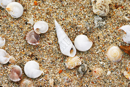 沙滩上的贝壳图片