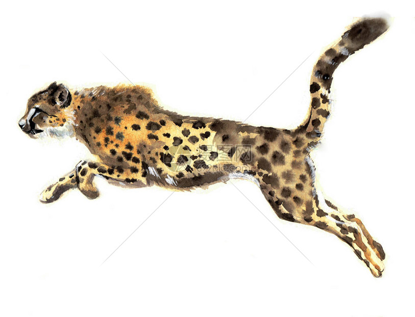 水彩猎豹水彩野猫动物剪影素描野生动物艺术插图用于织物明信片印刷品贺卡书籍海报T恤儿童玩图片