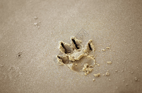湿沙上的狗爪印图片