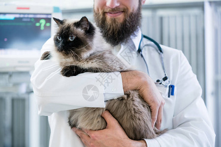 兽医宠物医生在动物诊图片