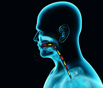 吞咽困难咽部和食管吞咽困难口语阶段的路径高清图片