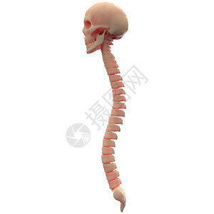 3D使用脊柱骨骼的人类图片
