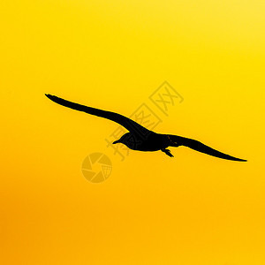 日落时海鸥飞翔的宁静场景图片