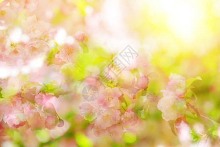 春天散景开花树反对阳光春暖花开的季节图片