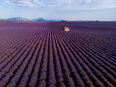 美丽的开花的熏衣草花农场建筑和远处山岳图片