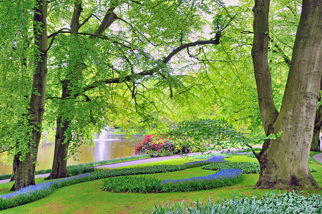春天的库肯霍夫花园图片