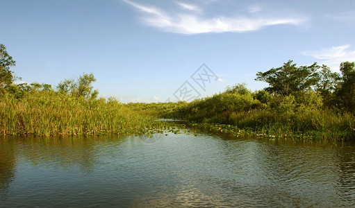 佛罗里达湿地全景图片