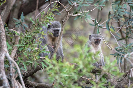 非洲公园里的黑长尾猴背景图片