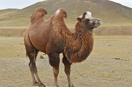 蒙古草原的柏油骆驼Camelusbactr图片