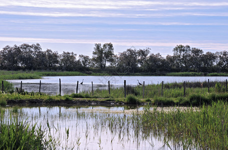 早上有两只苍鹭的湿地图片