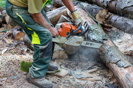 伐木工人在森林里用电锯砍树背景图片
