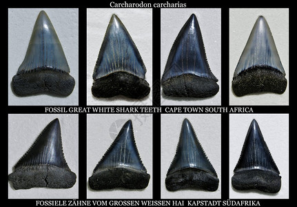 化石大白鲨牙齿拼贴画图片