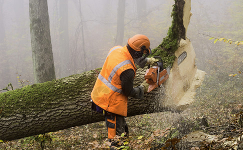 伐木工人在雾蒙的森林里工作图片